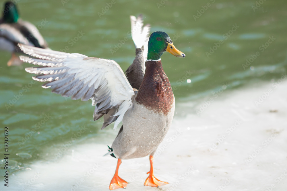 Obraz premium Mallard Duck Wings Spread Stretch. A mallard duck spreading his wings while standing on ice.