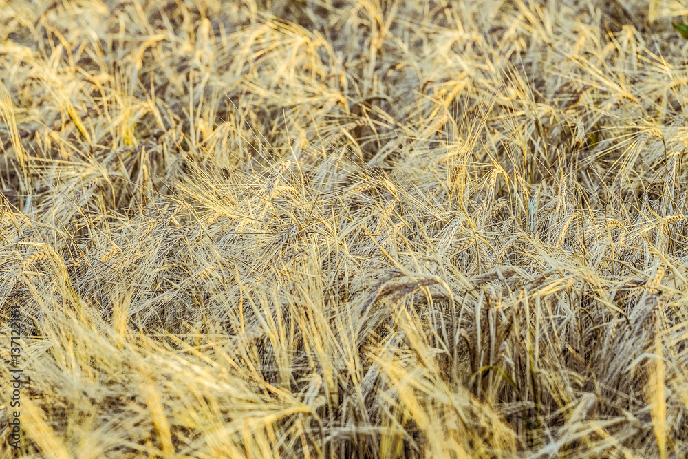 Ripe rye grains. Agricultural background with limited depth of field. Ripe rye grains. Agricultural background with limited depth of field.