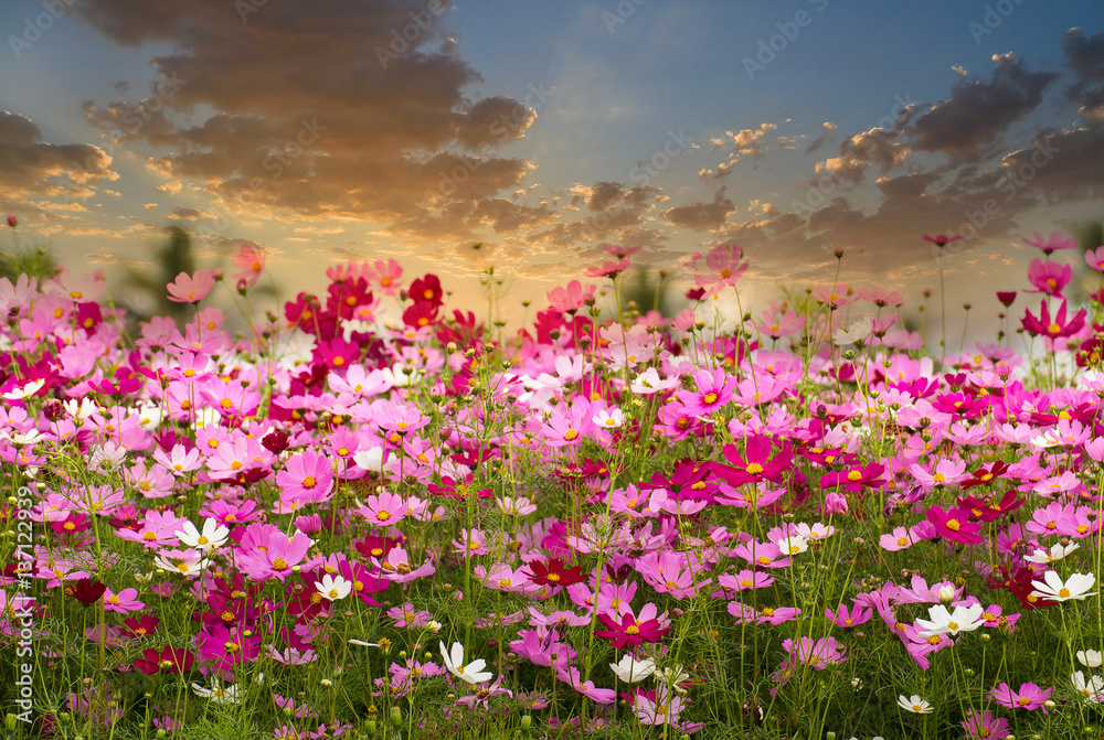 Cosmos Flower field on sun rise background,spring season flowers Cosmos Flower field on sun rise background,spring season flowers