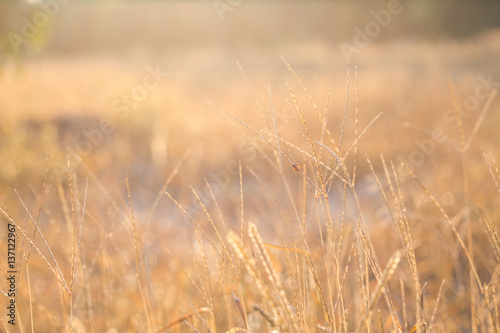 Forest meadow with wild grasses,Macro image with small depth of field,Blur background