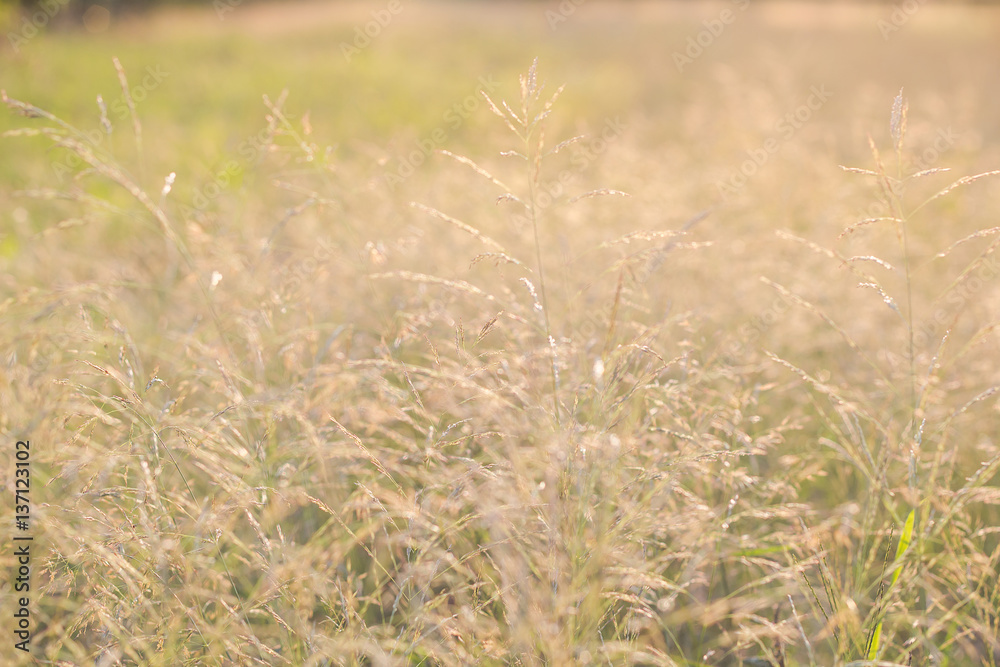 Forest meadow with wild grasses,Macro image with small depth of field,Blur background Forest meadow with wild grasses,Macro image with small depth of field,Blur background