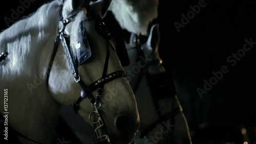 CU of two royal white horses harnessed to a carriage at night. photo