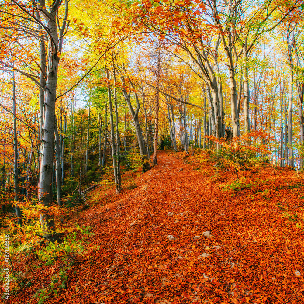Forest Road in the autumn. Landscape. Ukraine. Europe