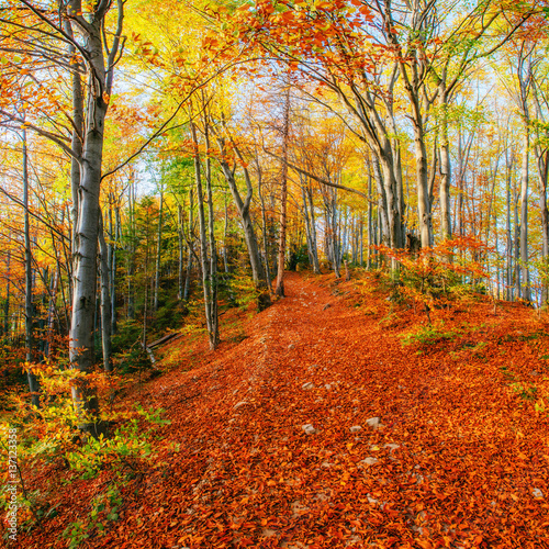 Forest Road in the autumn. Landscape. Ukraine. Europe © standret