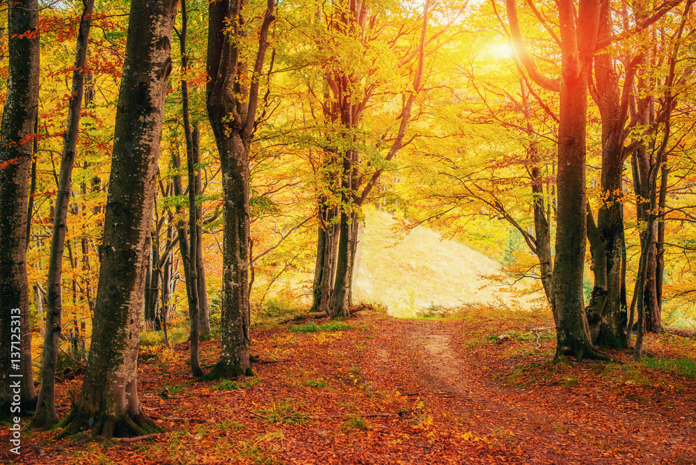 Forest Road in the autumn. Landscape. Ukraine. Europe Forest Road in the autumn. Landscape. Ukraine. Europe