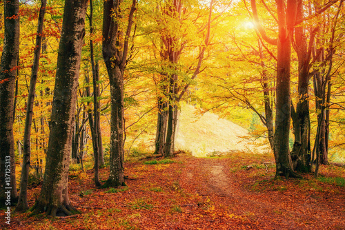 Forest Road in the autumn. Landscape. Ukraine. Europe