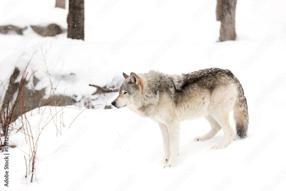 Fototapeta premium Timber wolf or Grey Wolf (Canis lupus) walking in the winter snow in Canada