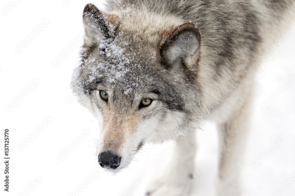 Timber wolf or Grey Wolf (Canis lupus) isolated on white background walking in the winter snow in Canada