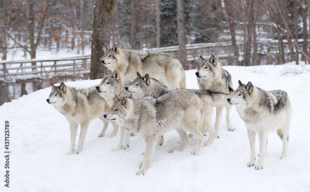 Fototapeta premium Timber wolves or Grey Wolf pack waiting to be fed in winter in Canada