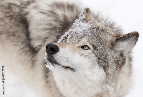 Timber wolf or Grey Wolf (Canis lupus) isolated on white background walking in the winter snow in Canada
