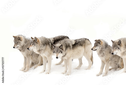 Timber wolves or Grey wolf pack isolated on a white background waiting to be fed in winter, Canada