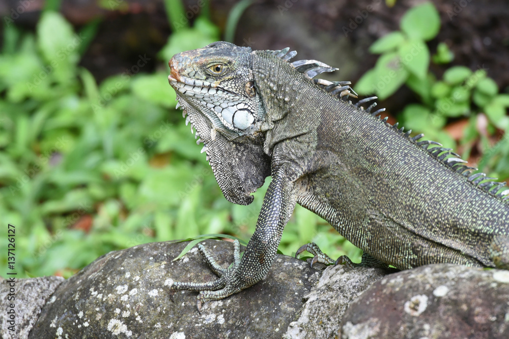 Fototapeta premium iguane