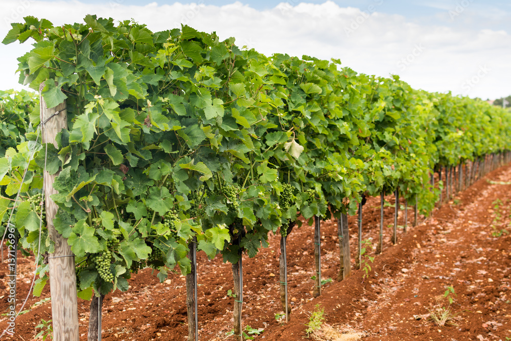 A vineyard in the wine growing. Rows of green vines on brown ground. Summer agricultural landscape.