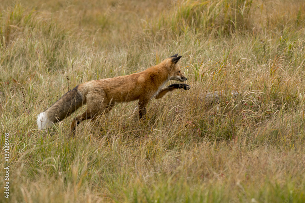 Red Fox Stalking dinner