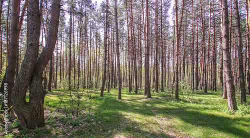 Spring sun magic bright forest beautiful sunny blue sky