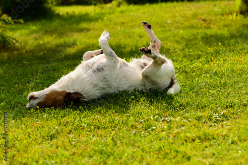 Fototapeta Naklejka Na Ścianę i Meble -  Dog has relaxation time lying down on green grass at shadow