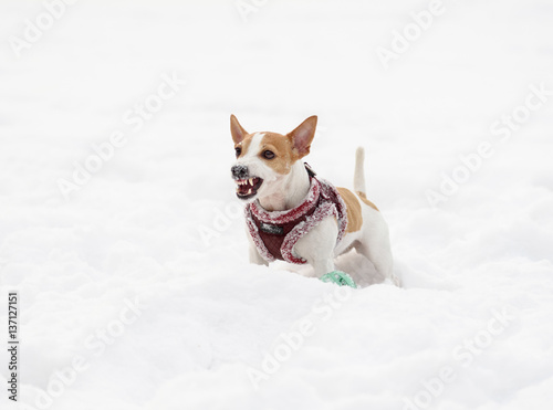 Barking dog wearing warm harness with word  watchdog  on tag