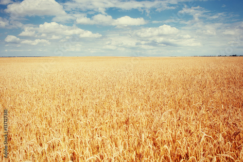 meadow wheat under sky. Beauty world. Ukraine. Europe