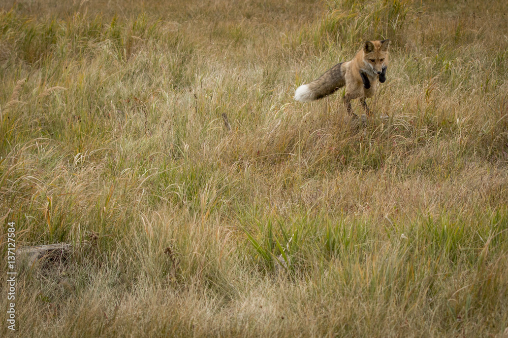 Pouncing Red Fox Pouncing Red Fox