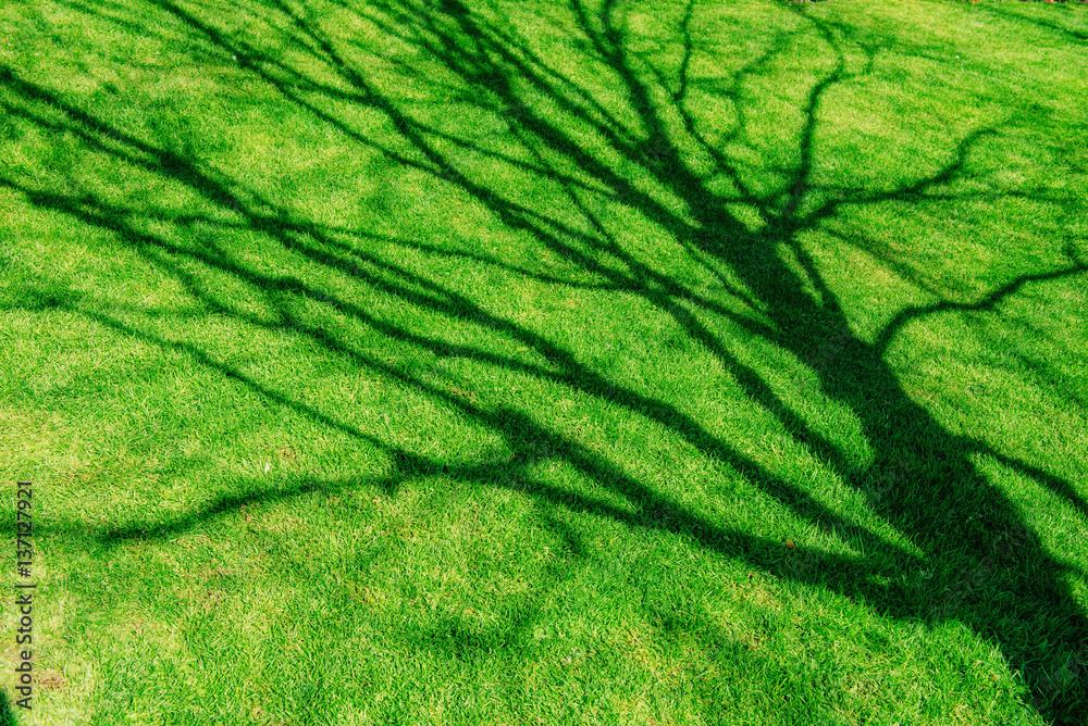 green grass. natural background texture green grass. natural background texture