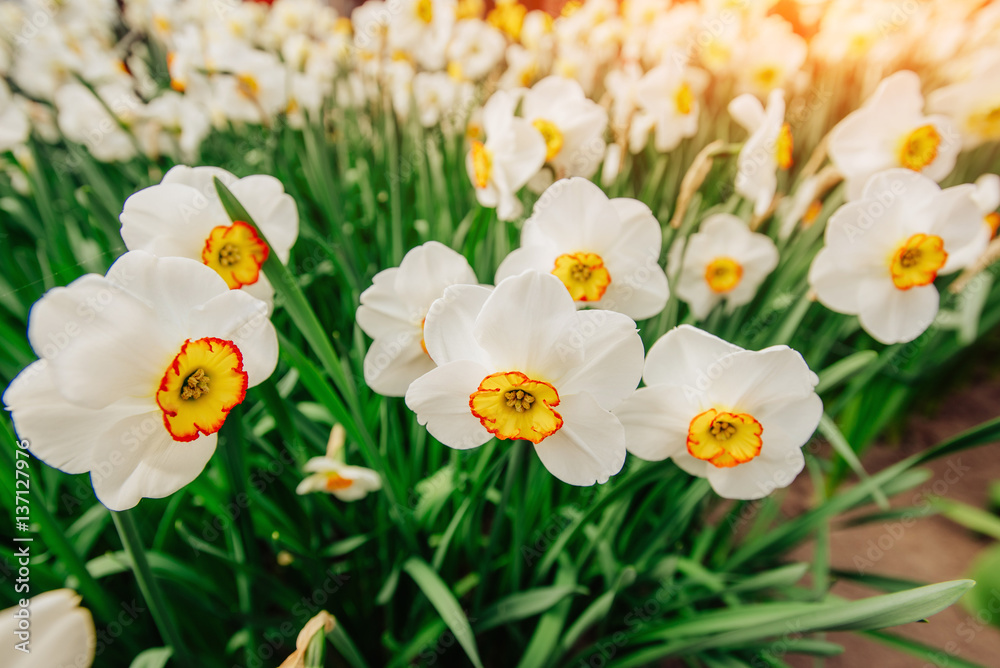 Yellow Daffodils in the gardens of Holland