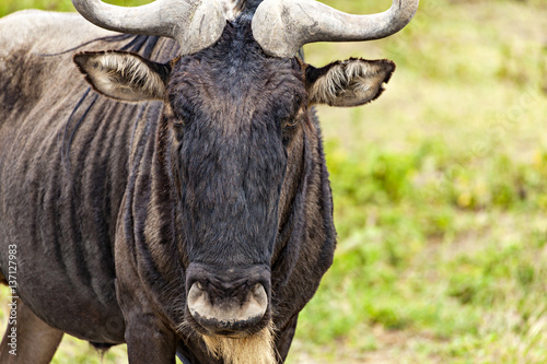 Canvas Print Wildebeest