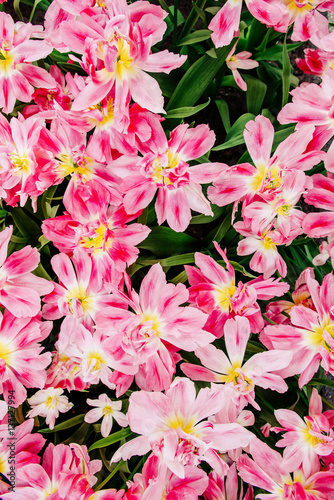Group of pink tulips. Spring landscape