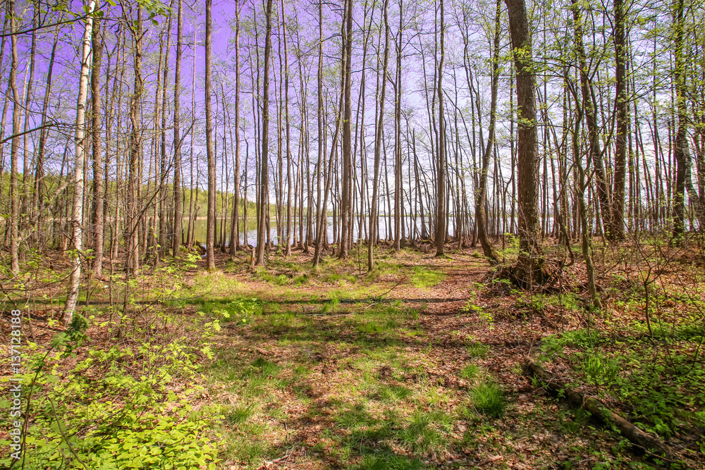 Fototapeta premium Spring sun magic bright forest beautiful sunny blue sky lake