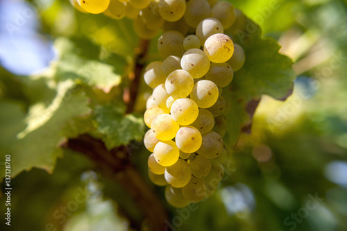 Riesling in autumn harvest photo