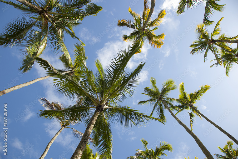 Paradise Paradise