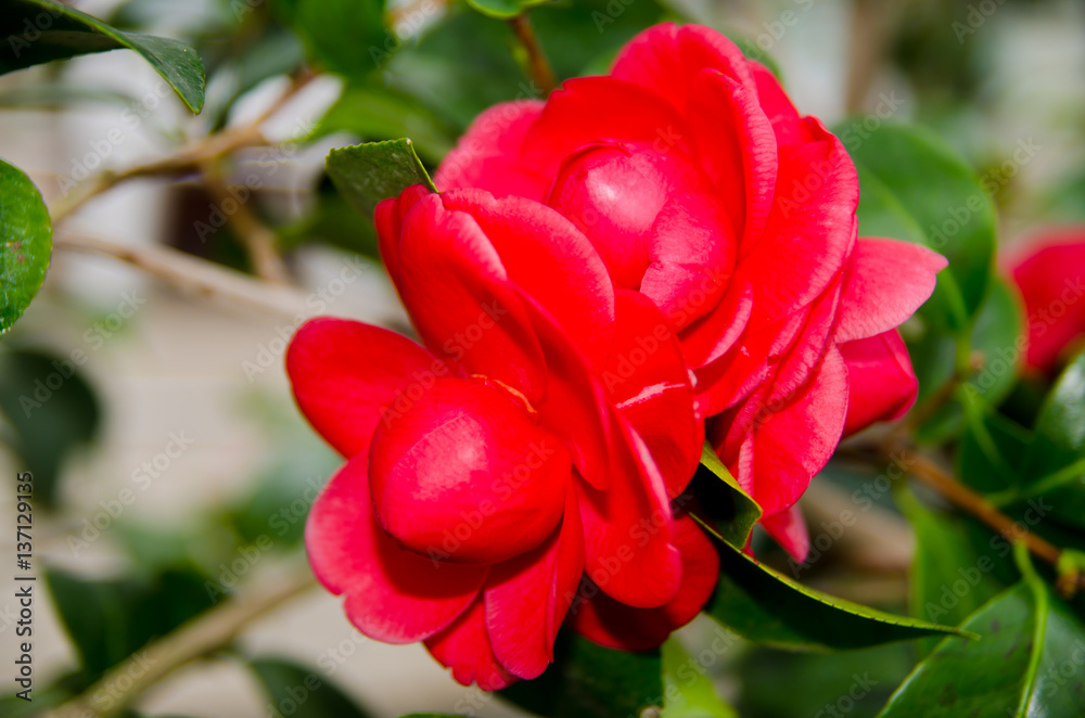 Red, juicy, fragrant flower of pomegranate close-up. Red, juicy, fragrant flower of pomegranate close-up.