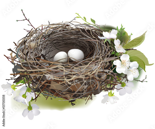 Bird's Nest.
Hand drawn vector illustration of a nest with two white eggs, surrounded by spring flowers and green shoots, on white background.
