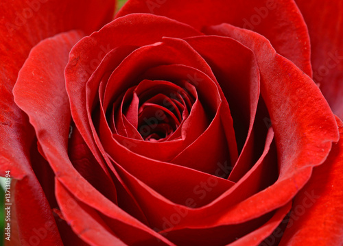 Red rose isolated and closeup
