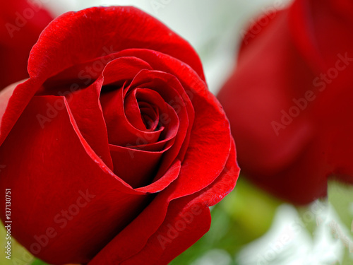 Fototapeta Naklejka Na Ścianę i Meble -  Red rose isolated and closeup
