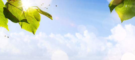 art abstract spring background or summer background with fresh trees leaves