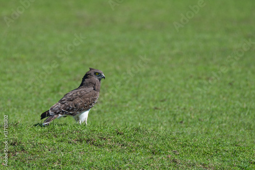 Black-chested snake eagle photo