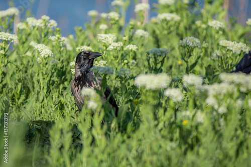 Hooded crow standing on field photo