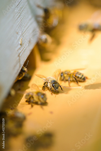 Closeup of honeybees © auremar