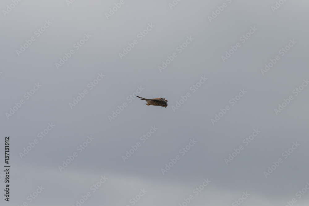 Madeira-Falke im Flug