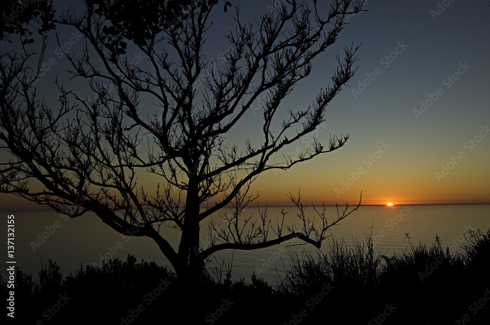 Silhouetted Pine