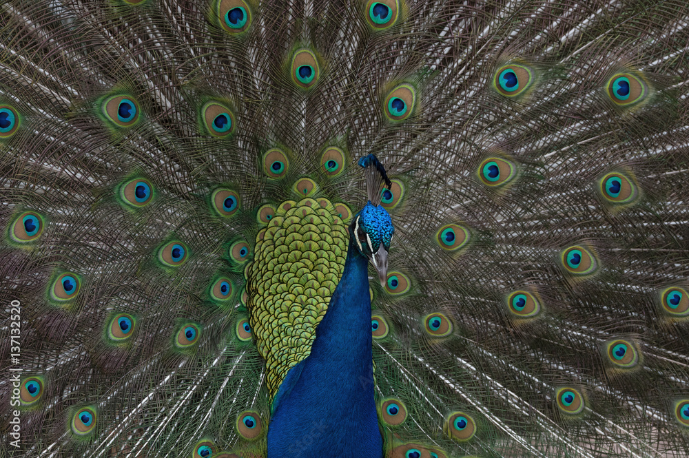 Obraz premium Peacock fanning out its tail.