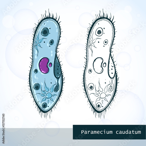 Microorganism Paramecium in sketch style, structure, vector illustration