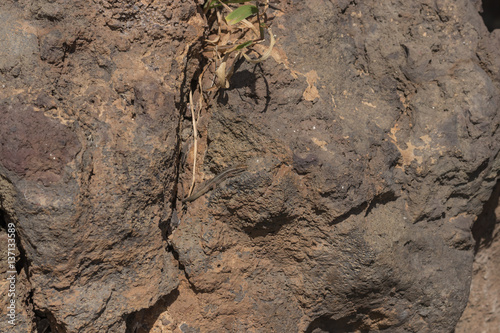 Madeira-Mauereidechse auf Felsen