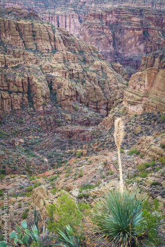 Yucca in canyon