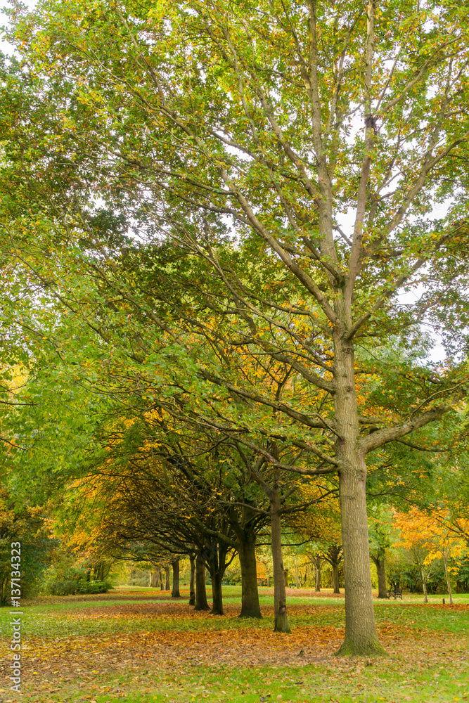 Autumn tree trunks