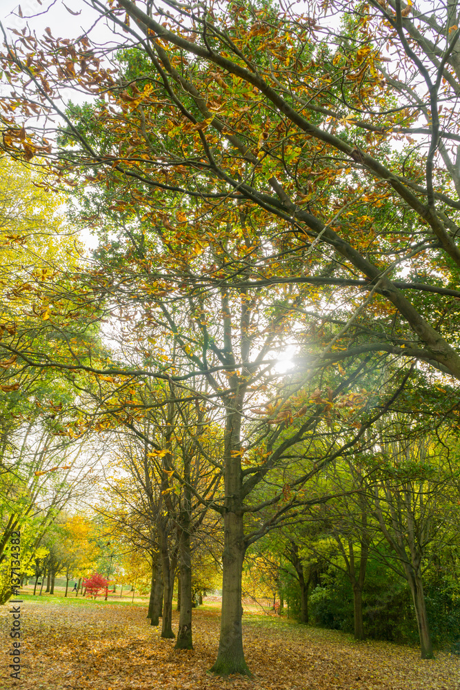 Autumn tree trunks