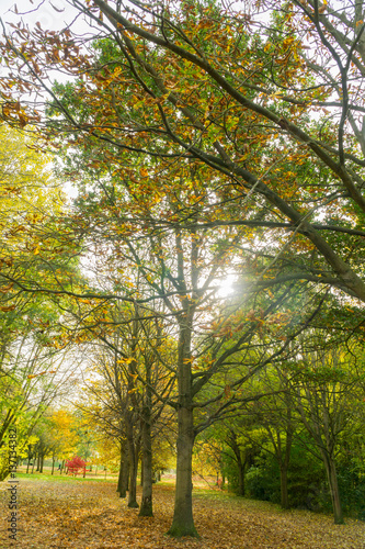 Autumn tree trunks