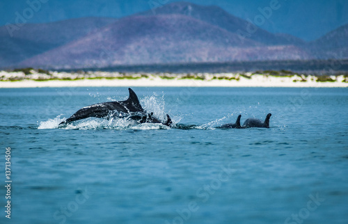 Dolphin frolicking in the sea of Cortez, Loreto, Baja Mexico