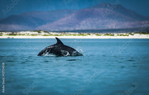 Dolphin frolicking in the sea of Cortez, Loreto, Baja Mexico