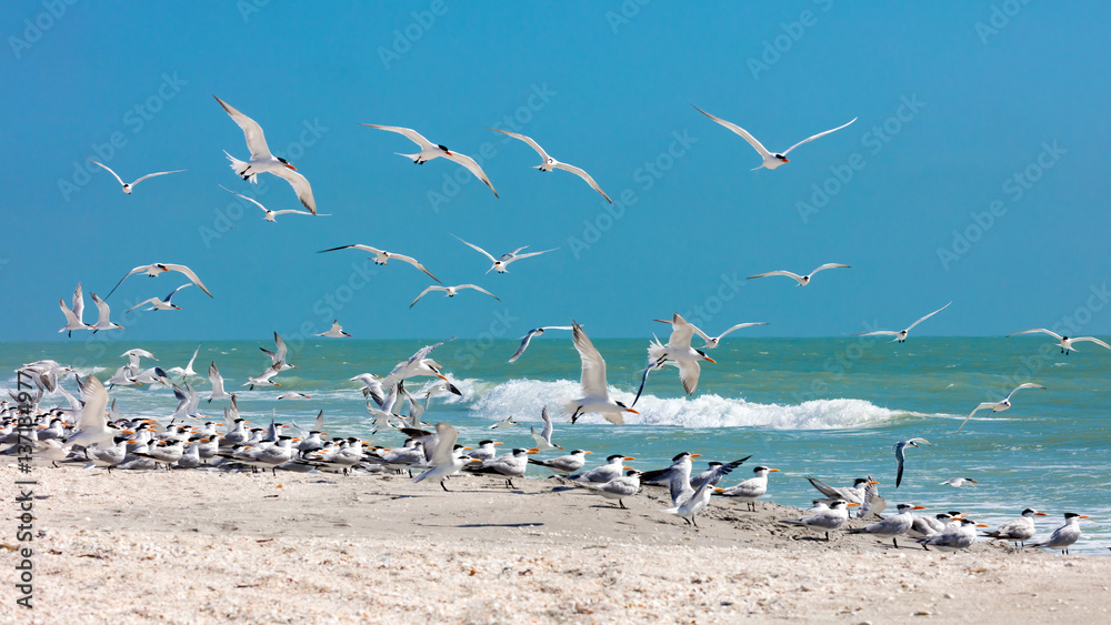 Obraz premium Flock of royal terns (Thalasseus maximus) on a beach, Sanibel Island, Florida, USA